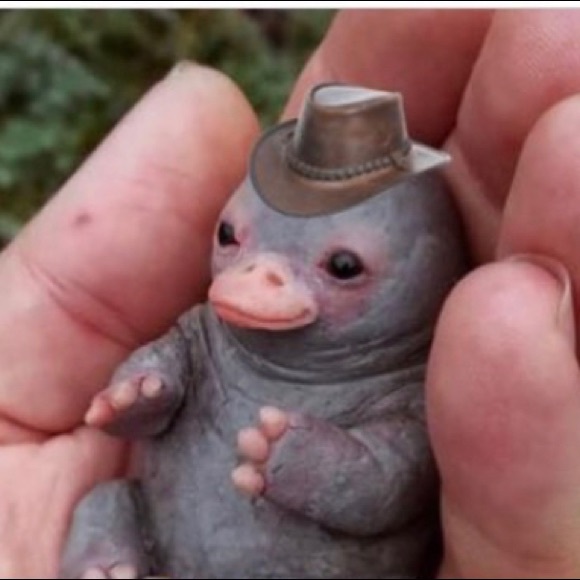 Meet your Posher, Daniel - Picture 1 of 1